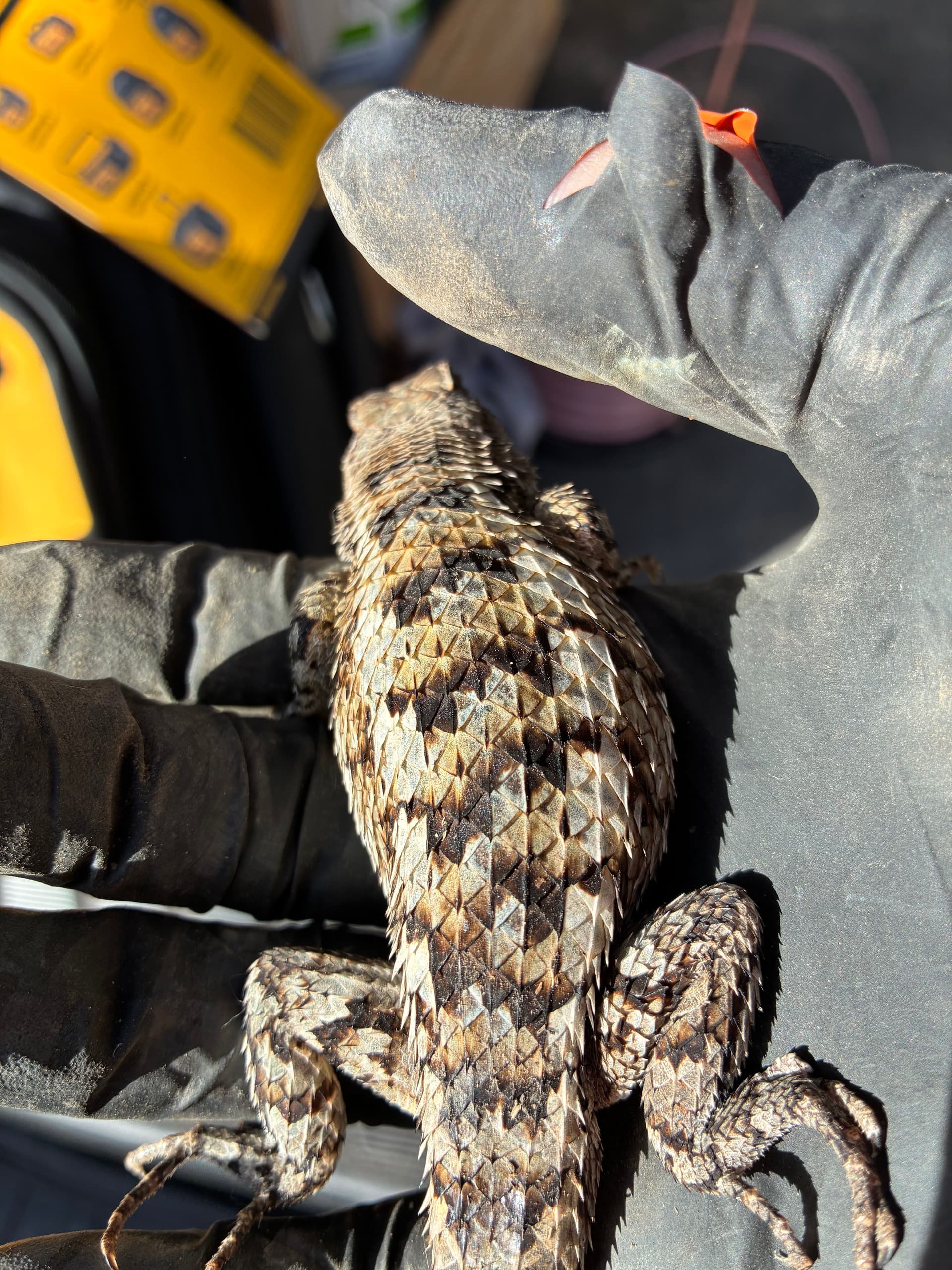 Gallery photos for Carrier System Installation Success and a Spiny Surprise: Image #2