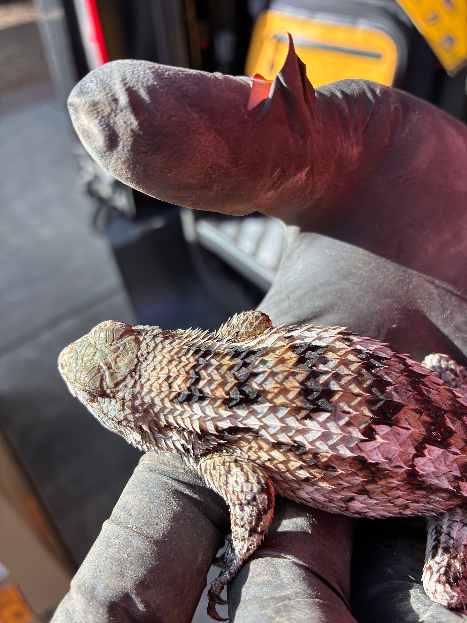 Gallery photos for Carrier System Installation Success and a Spiny Surprise: Image #3