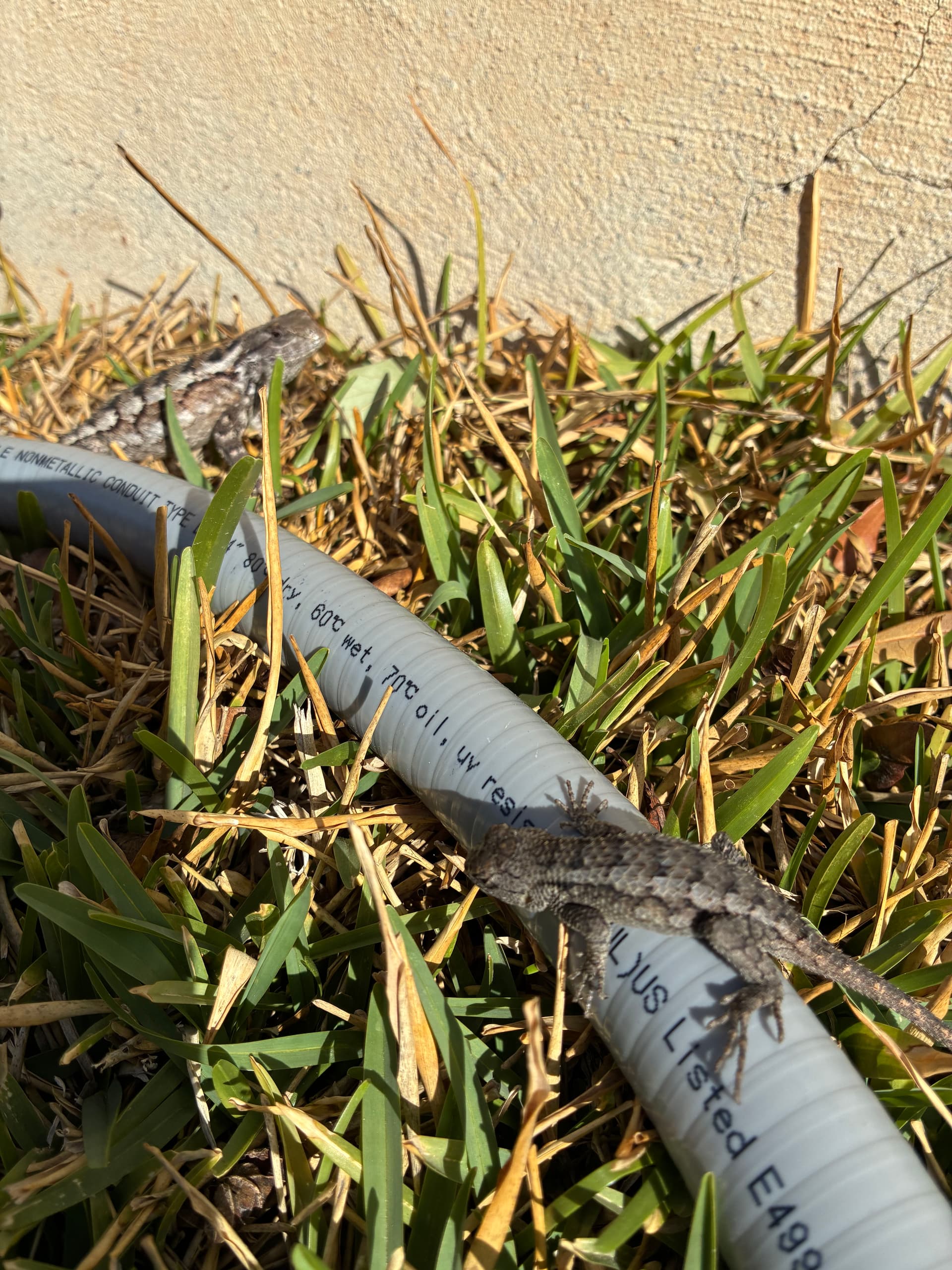 Gallery photos for Carrier System Installation Success and a Spiny Surprise: Image #4