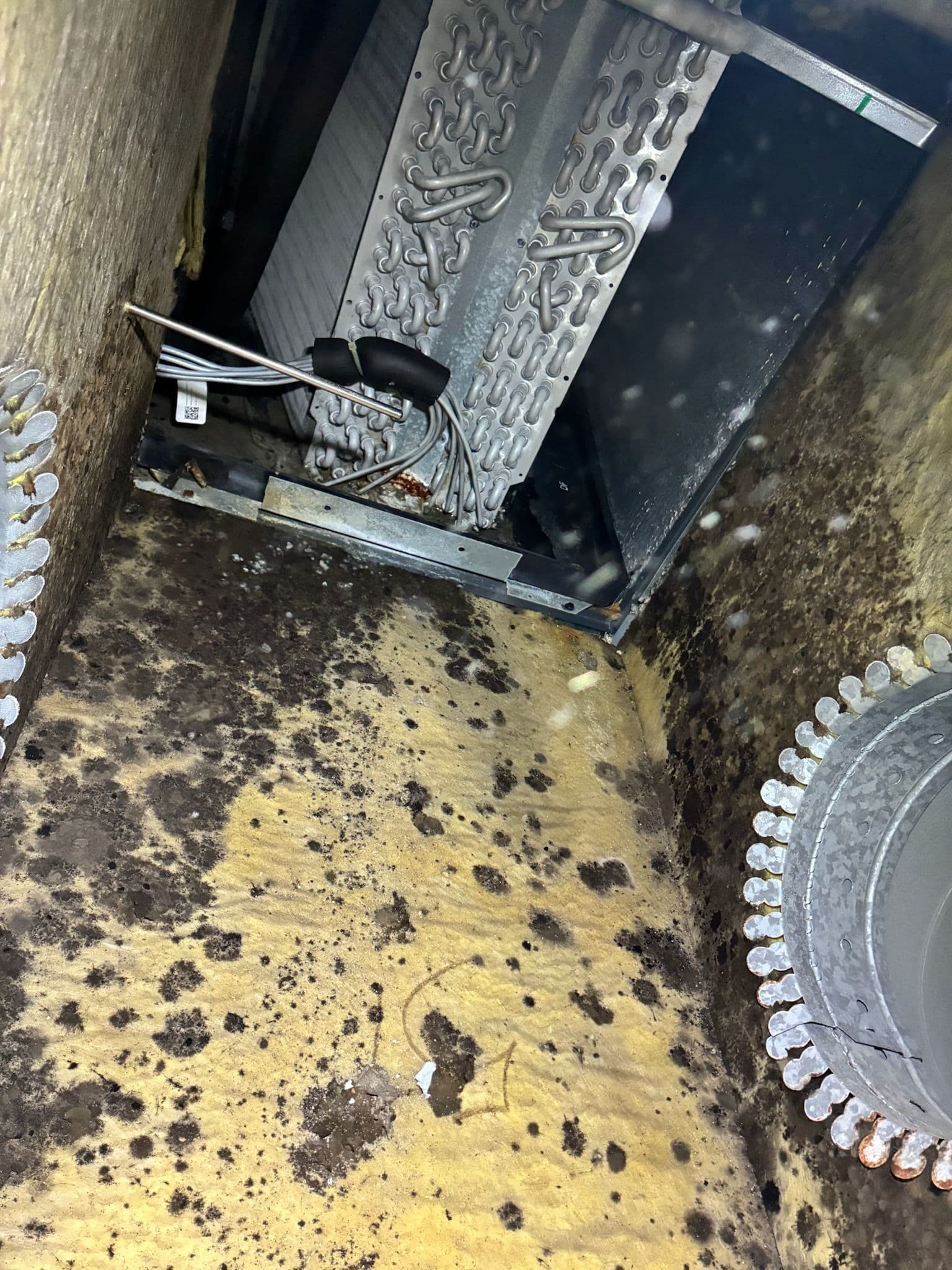Don't Let Mold Overtake Your HVAC